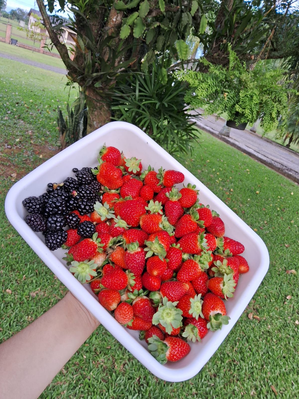 Morangos e amoras recém-colhidos